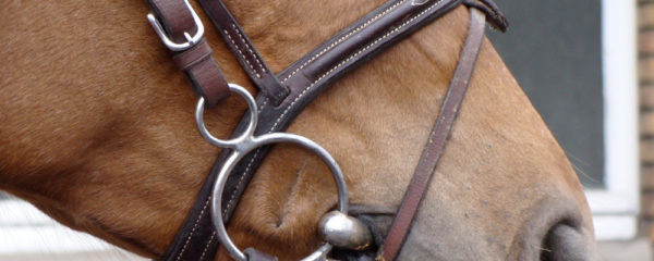 mors cheval